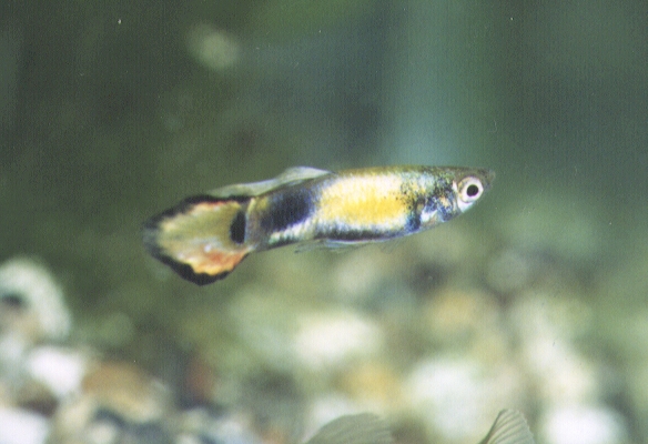 guppy01.jpg